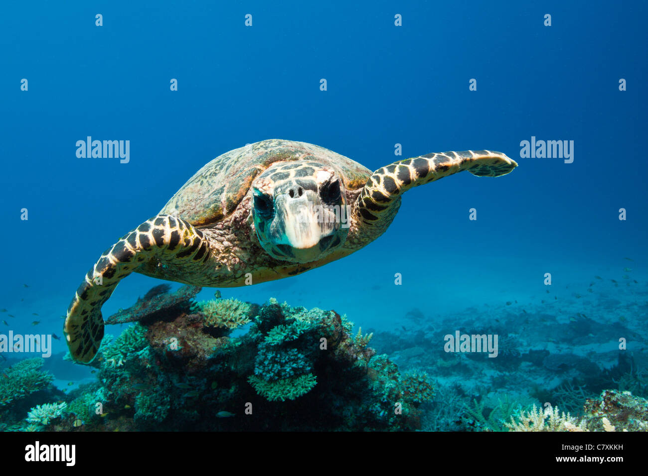 Hawksbill Turtle, Eretmochelys Imbricata, Wakaya, Lomaiviti, Fidschi Stockfoto