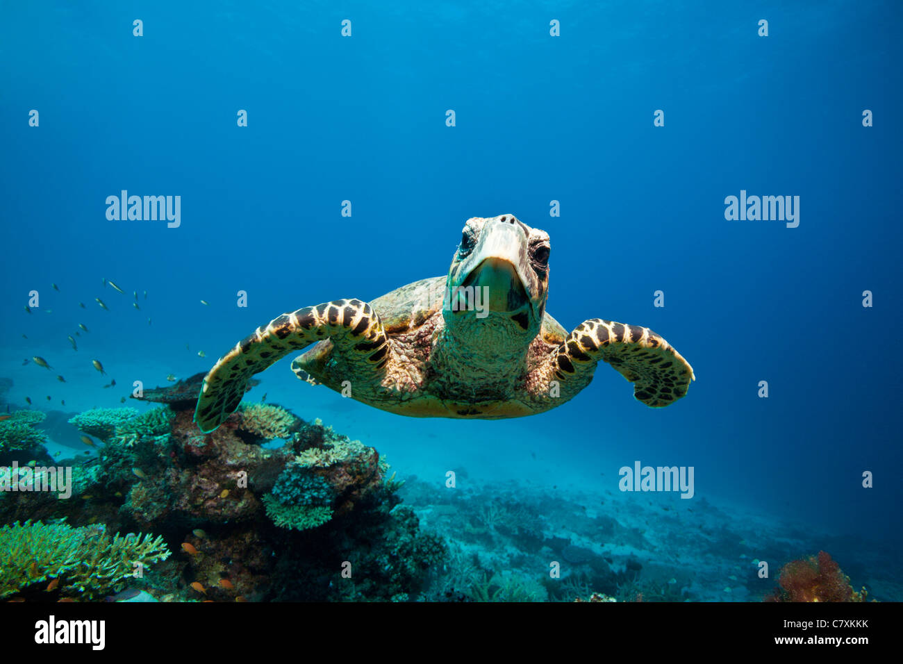 Hawksbill Turtle, Eretmochelys Imbricata, Wakaya, Lomaiviti, Fidschi Stockfoto