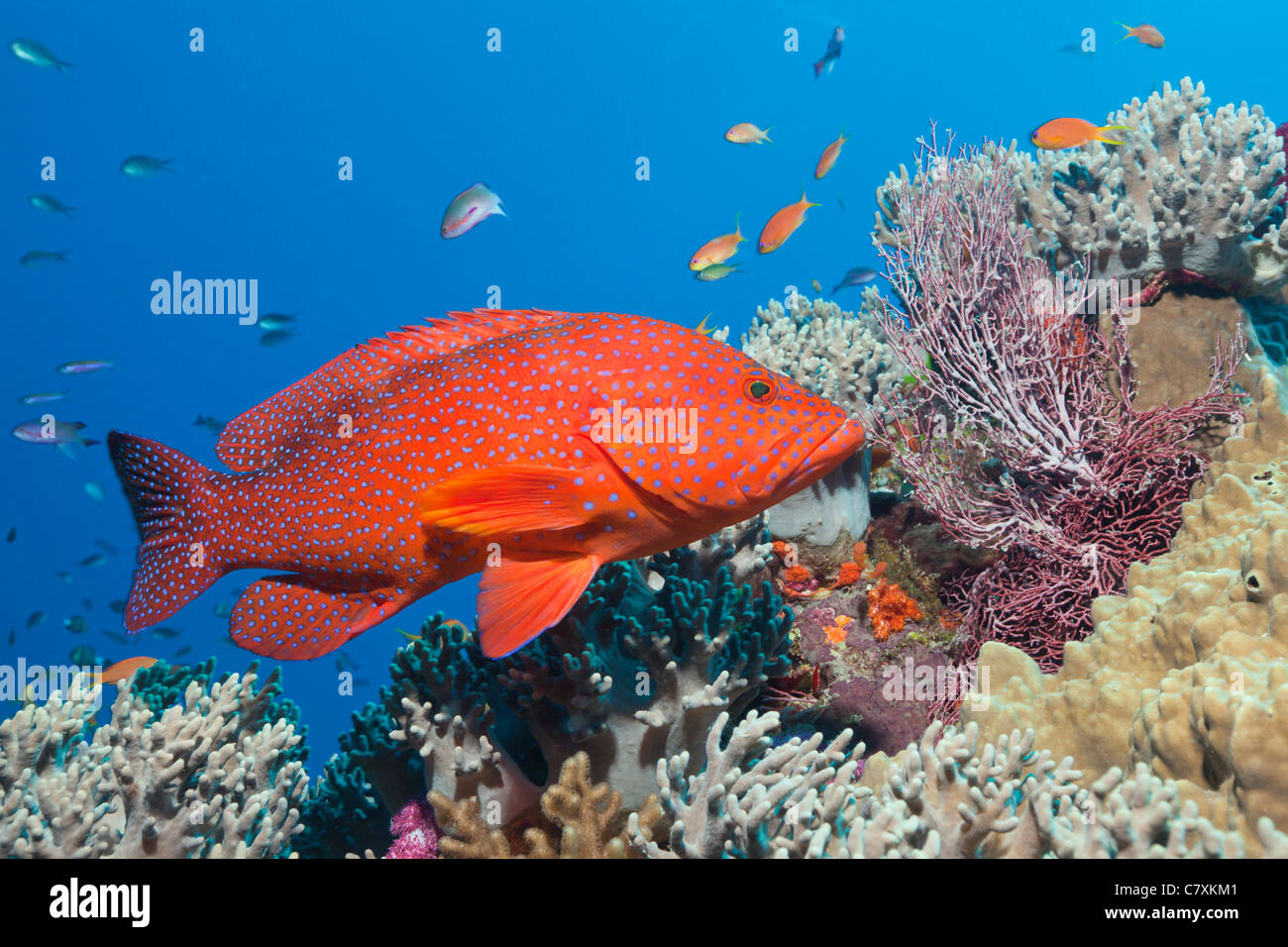 Über Riff, Korallen Zackenbarsch Cephalopholis Miniata, Wakaya, Lomaiviti, Fidschi Stockfoto