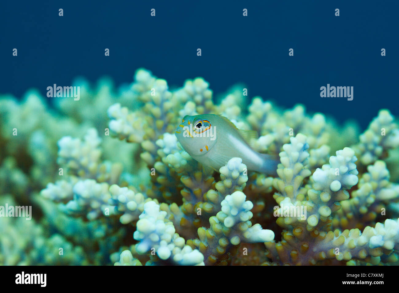 Bogen-Auge Hawkfish Paracirrhites Arcatus, Makogai, Lomaviti, Fidschi Stockfoto