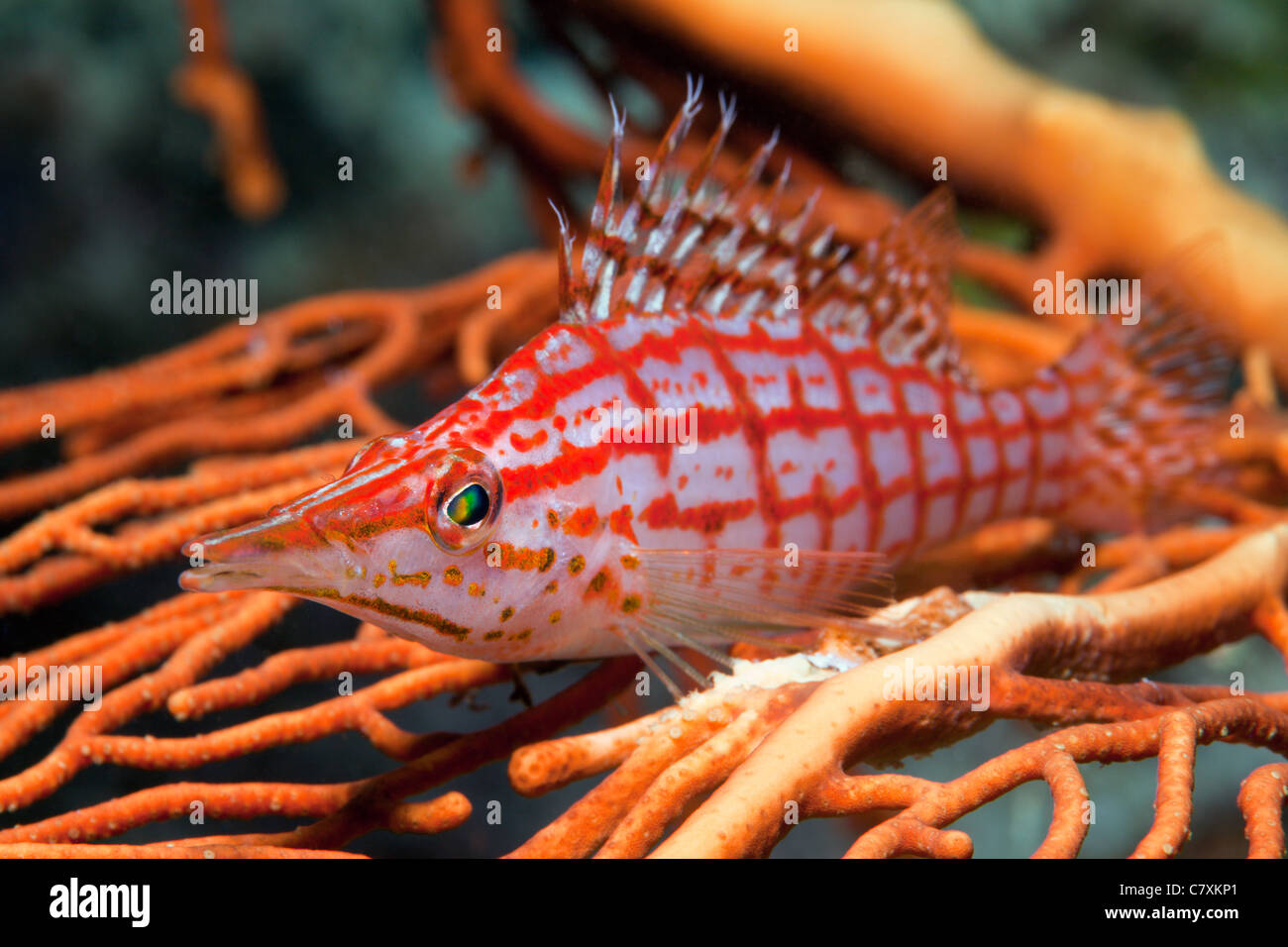 Longnose Hawkfish, Oxycirrhites Typus, Gau, Lomaiviti, Fidschi Stockfoto