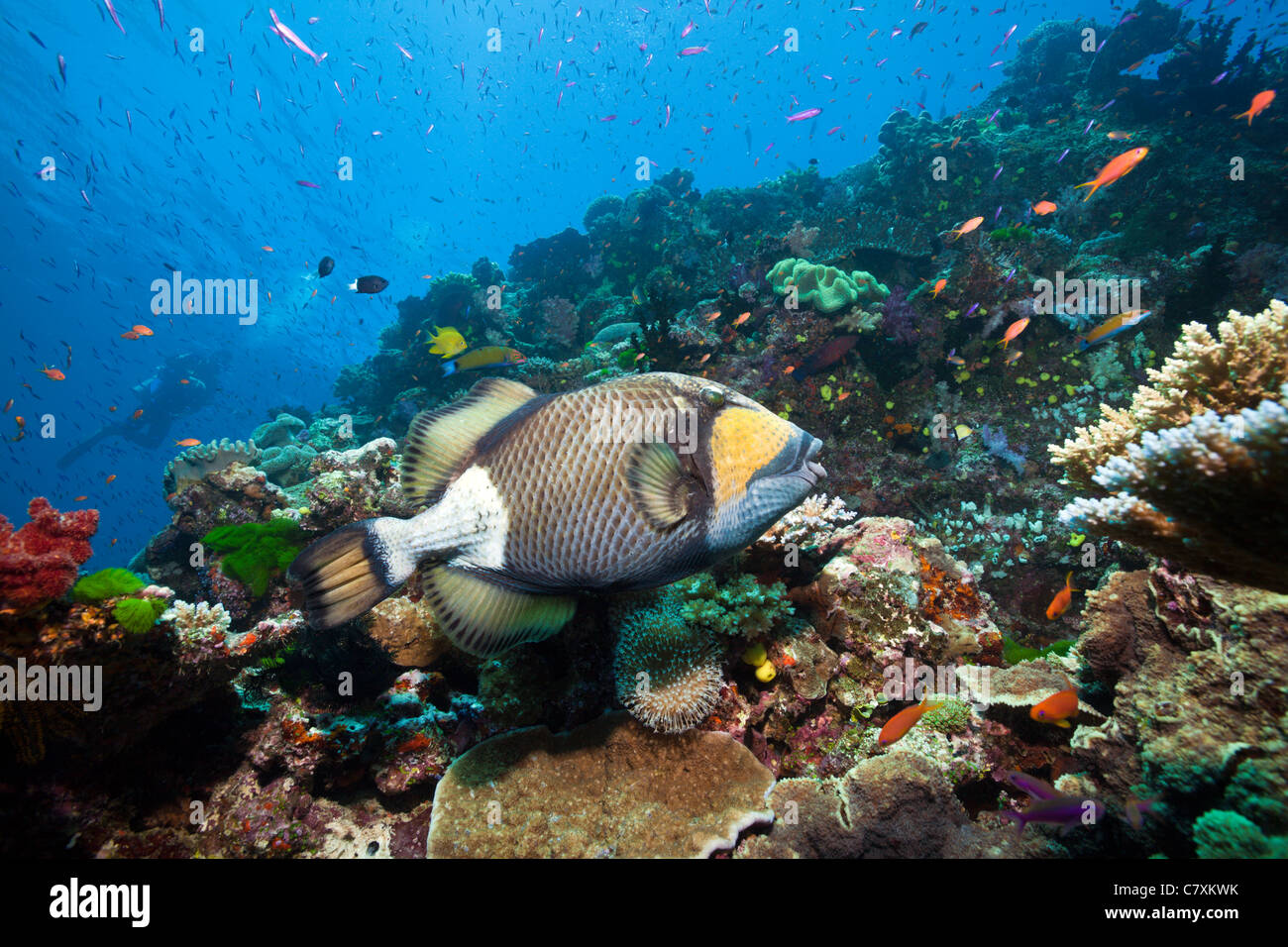 Titan-Drückerfisch über Coral Reef, Balistoides Viridescens, Namena Marine Reserve, Fidschi Stockfoto