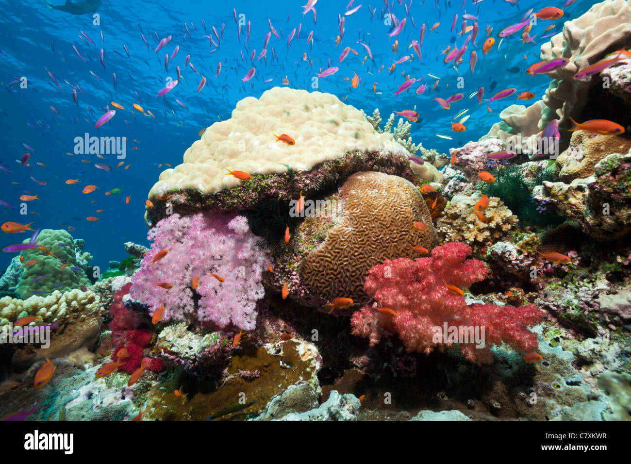 Anthias über Coral Reef, Luzonichthys Whitleyi, Pseudanthias Squamipinnis, Namena Marine Reserve, Fidschi Stockfoto