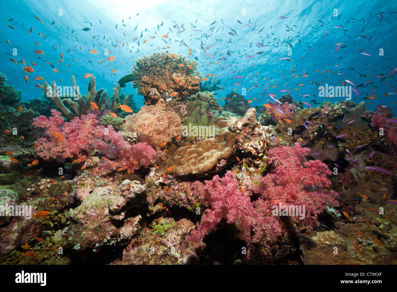 Artenreiches Korallenriff, Namena Marine Reserve, Fidschi Stockfoto