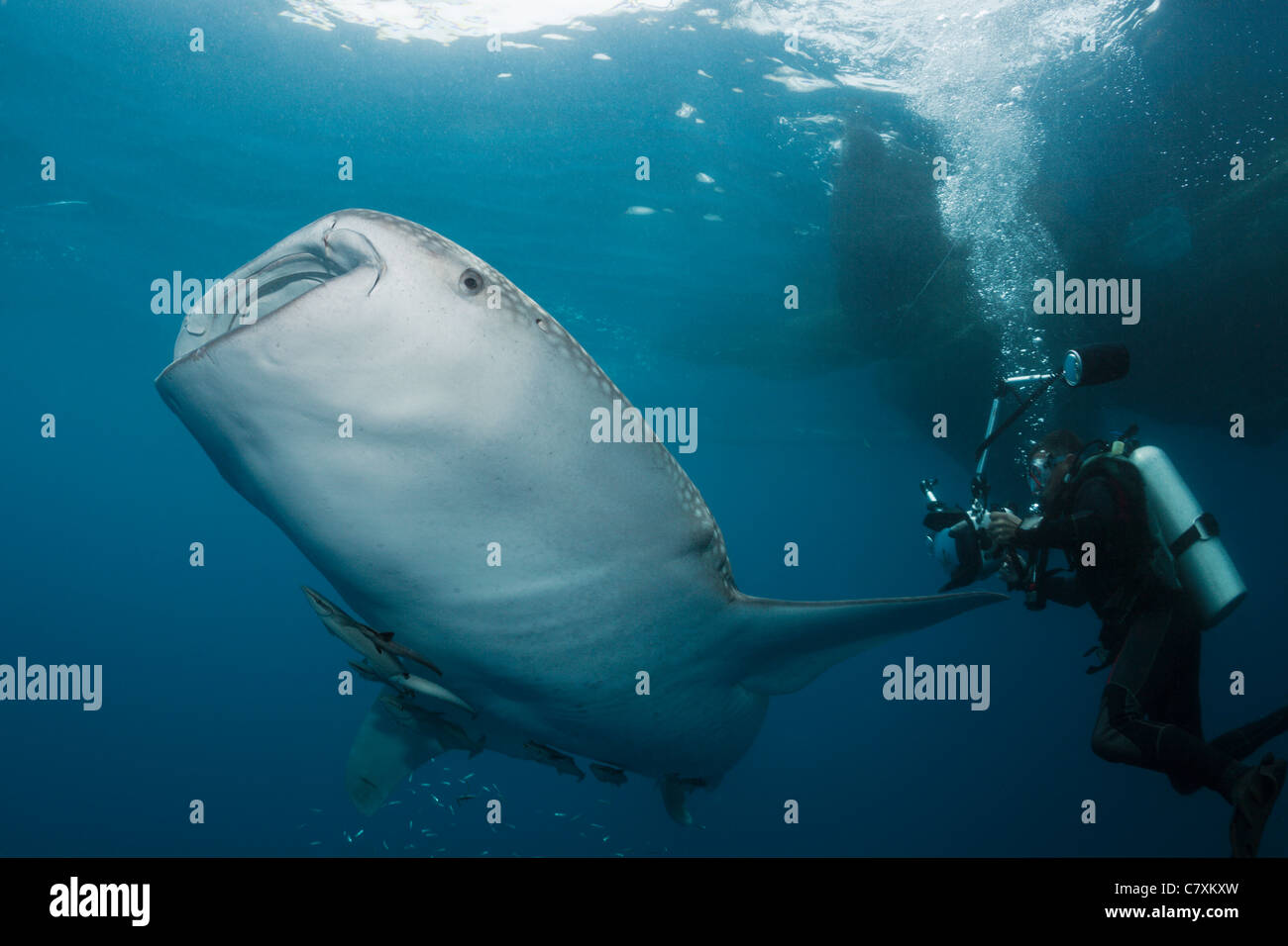 Taucher, die Fotos der Walhai, Rhincodon Typus, Cenderawashi Bay, West Papua, Indonesien Stockfoto