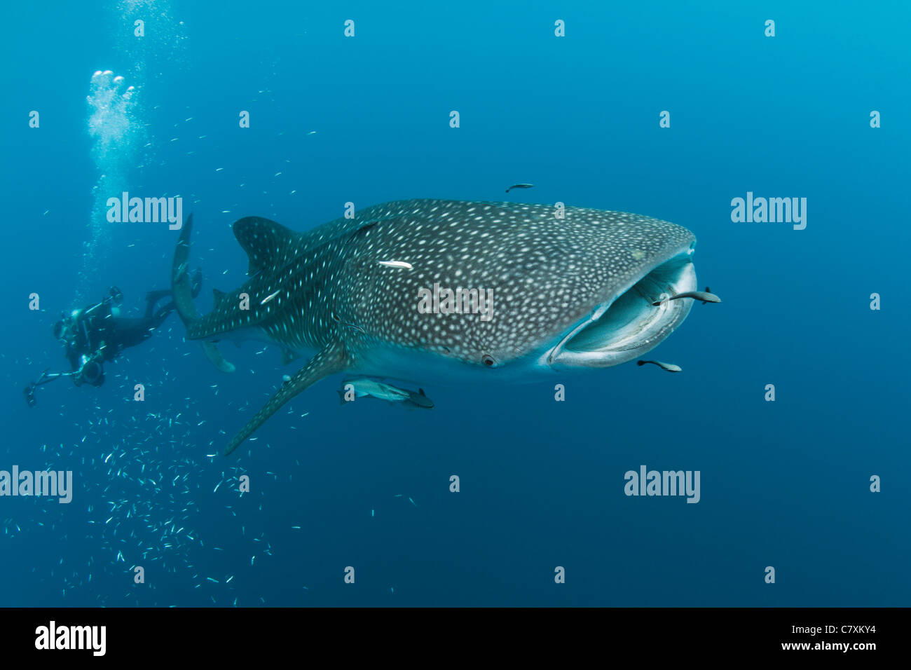 Walhai, Rhincodon Typus, Cenderawashi Bay, West Papua, Indonesien Stockfoto