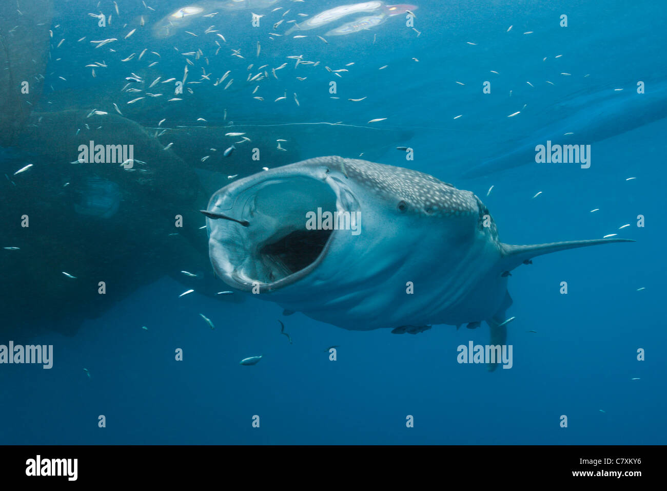 Fütterung Walhai Rhincodon Typus, Cenderawashi Bay, West Papua, Indonesien Stockfoto