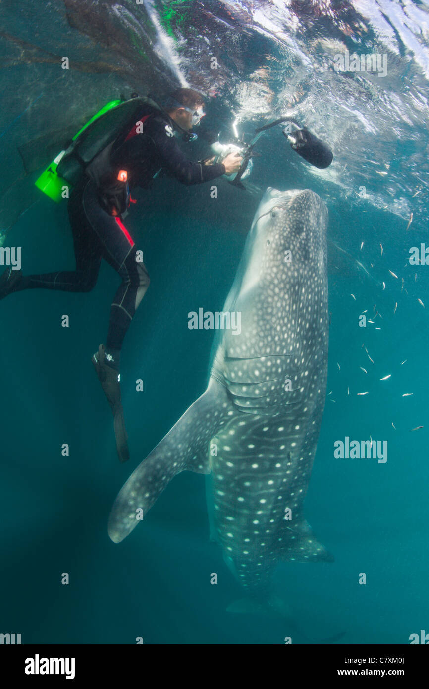 Taucher, die Fotos der Walhai, Fütterung Rhincodon Typus, Cenderawashi Bay, West Papua, Indonesien Stockfoto