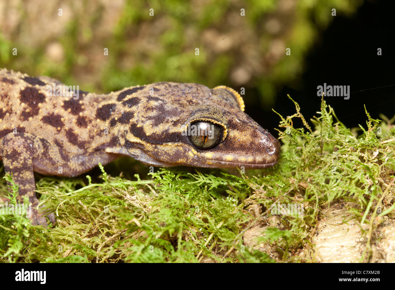 Kinabalu Bent-toed Gecko, Cyrtodactylus Baluensis, Sabah, Malaysia Borneo Stockfoto