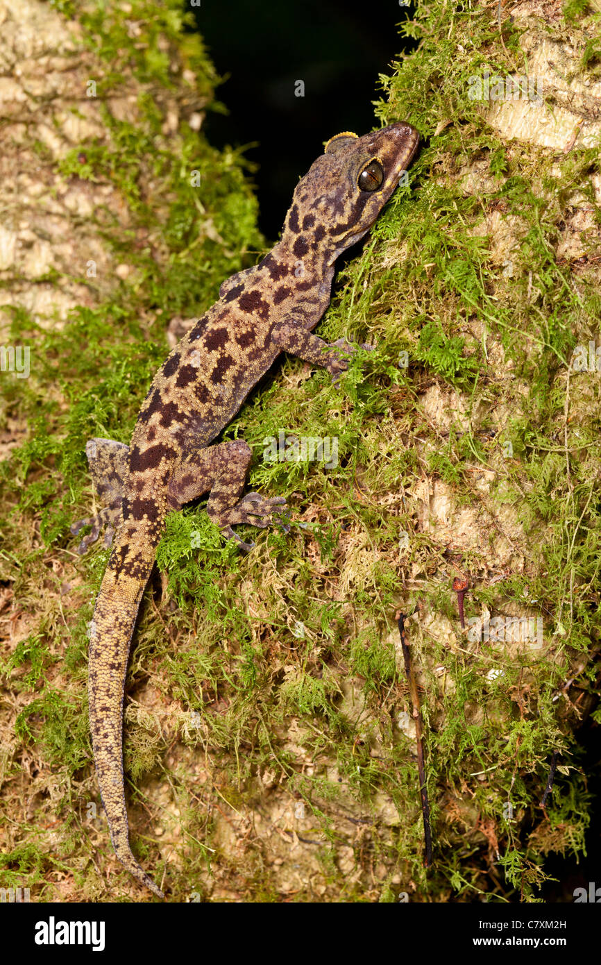 Kinabalu Bent-toed Gecko, Cyrtodactylus Baluensis, Sabah, Malaysia Borneo Stockfoto