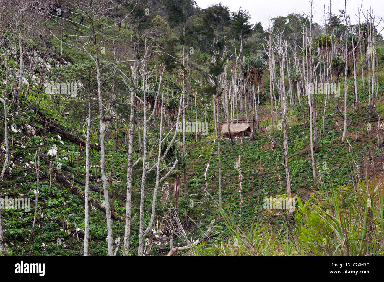 Felder der süße Kartoffeln und Maniok im Baliem-Tal, West-Papua, Indonesien Stockfoto