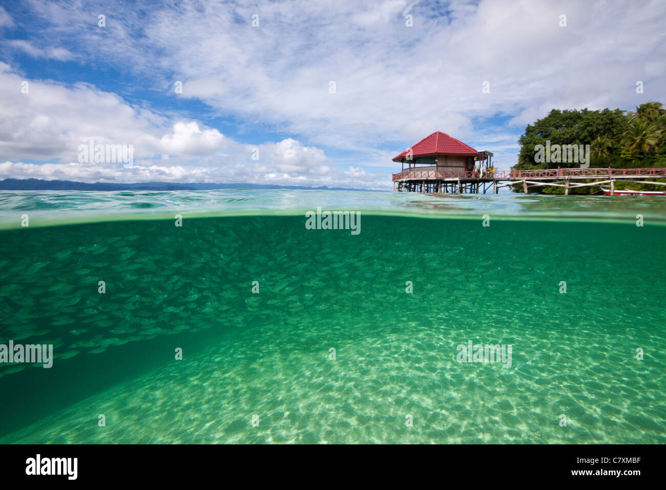Fischschwarm von Yellowstripe Scad in Lagune von Ahe Island, Selaroides Leptolepis, Cenderawashi Bay, West Papua, Indonesien Stockfoto