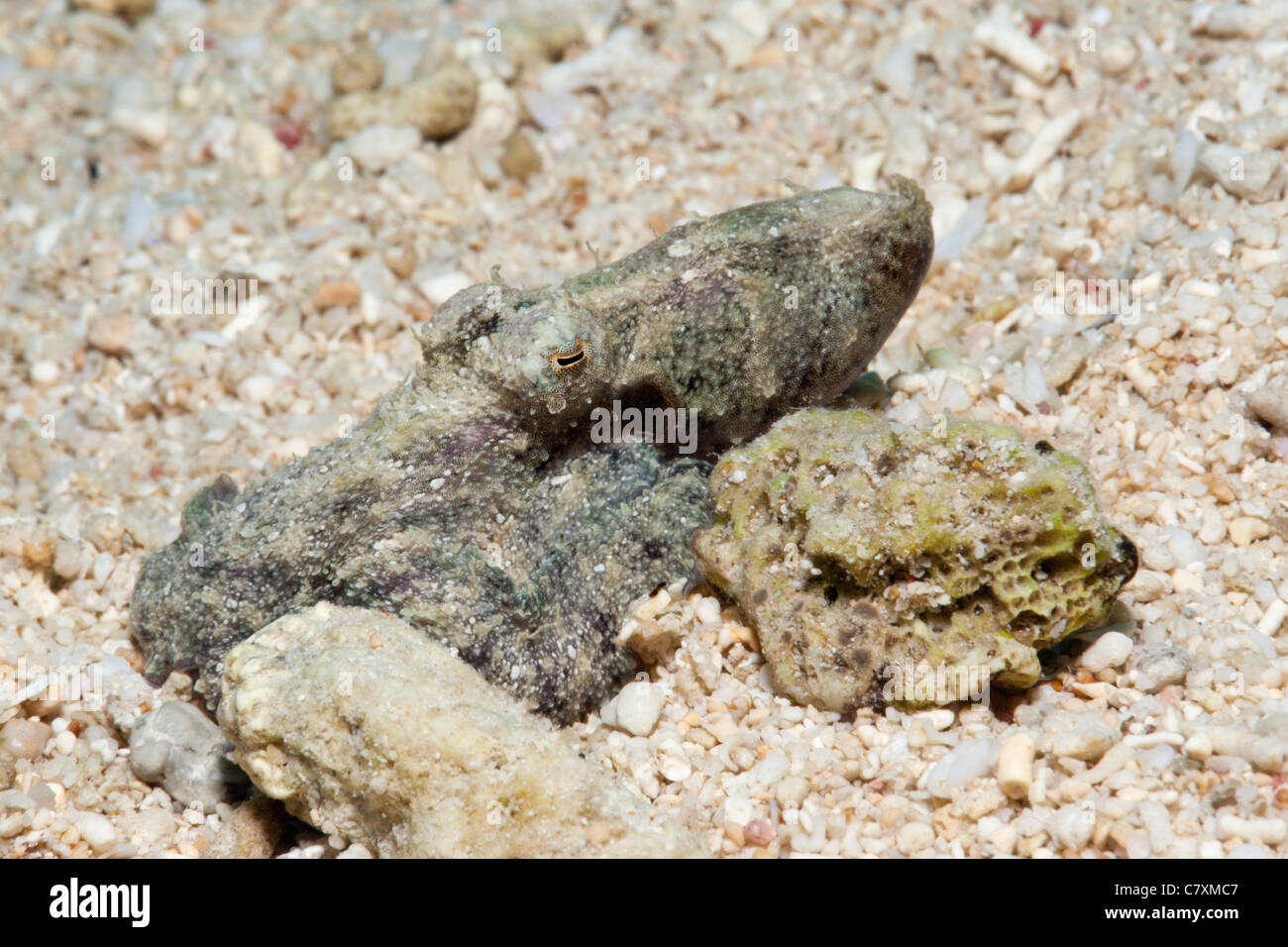 Color Changing of kleine Krake, Octopus SP., Cenderawashi Bay, West Papua, Indonesien Stockfoto