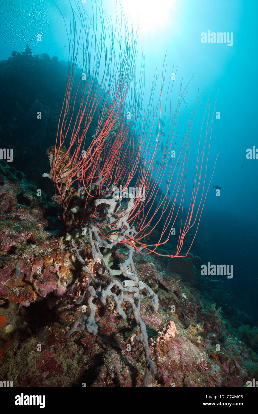 Korallenriff mit roten Peitsche Korallen, Ellisella Ceratophyta, Cenderawashi Bay, West Papua, Indonesien Stockfoto