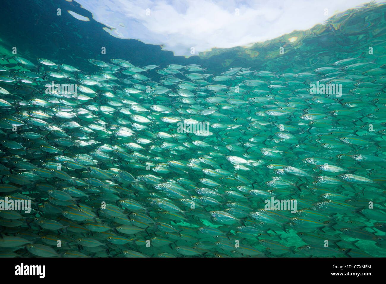 Fischschwarm von Yellowstripe Scad in Lagune von Ahe Island, Selaroides Leptolepis, Cenderawashi Bay, West Papua, Indonesien Stockfoto