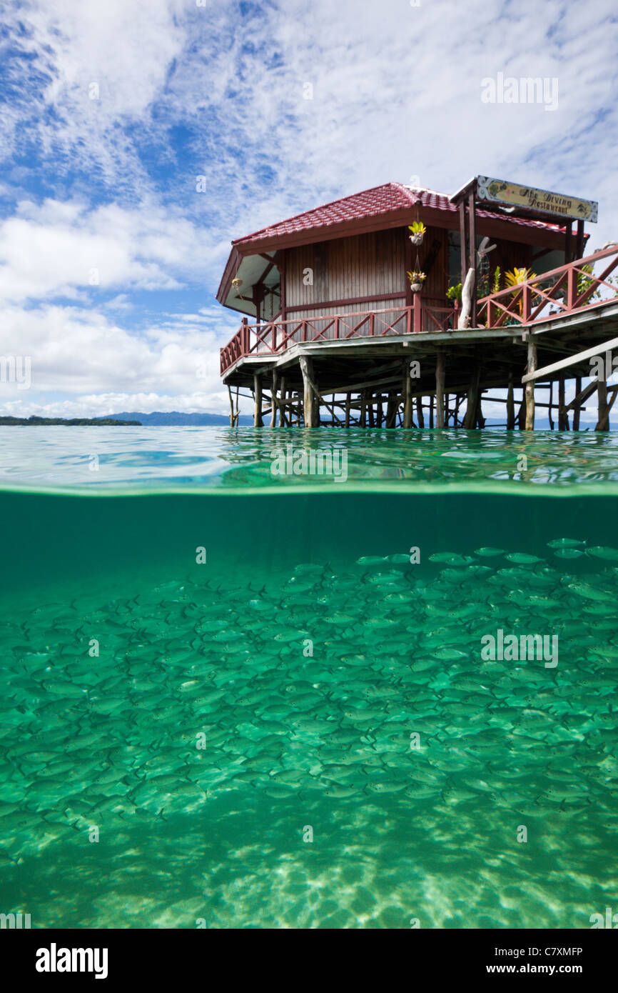 Fischschwarm von Yellowstripe Scad in Lagune von Ahe Island, Selaroides Leptolepis, Cenderawashi Bay, West Papua, Indonesien Stockfoto