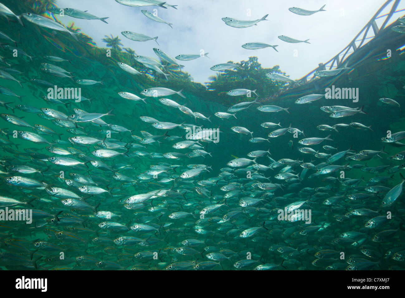 Fischschwarm von Yellowstripe Scad in Lagune von Ahe Island, Selaroides Leptolepis, Cenderawashi Bay, West Papua, Indonesien Stockfoto