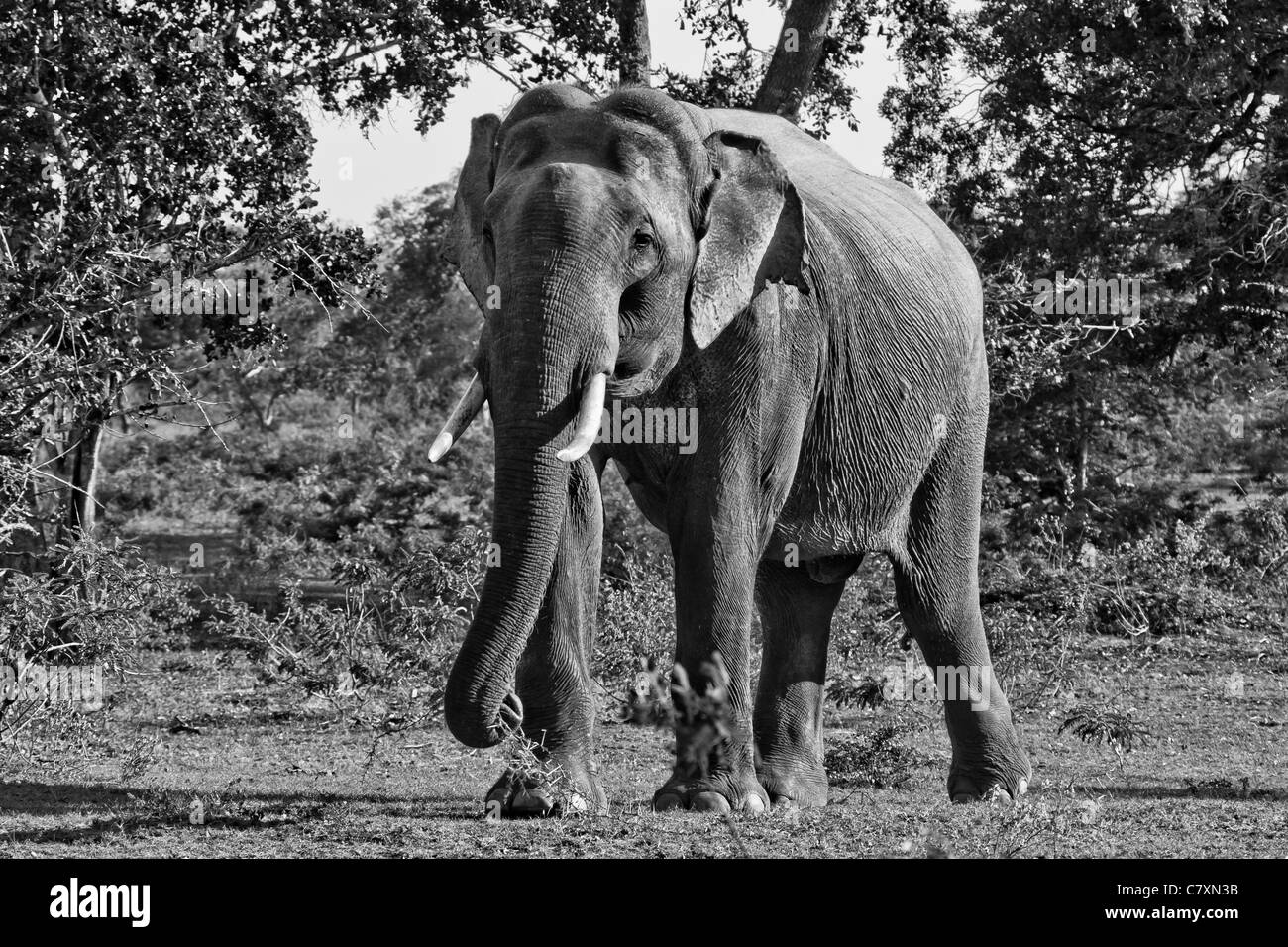 Sri Lanka Elefant Tusker Gemunu in Yala NP. Stockfoto