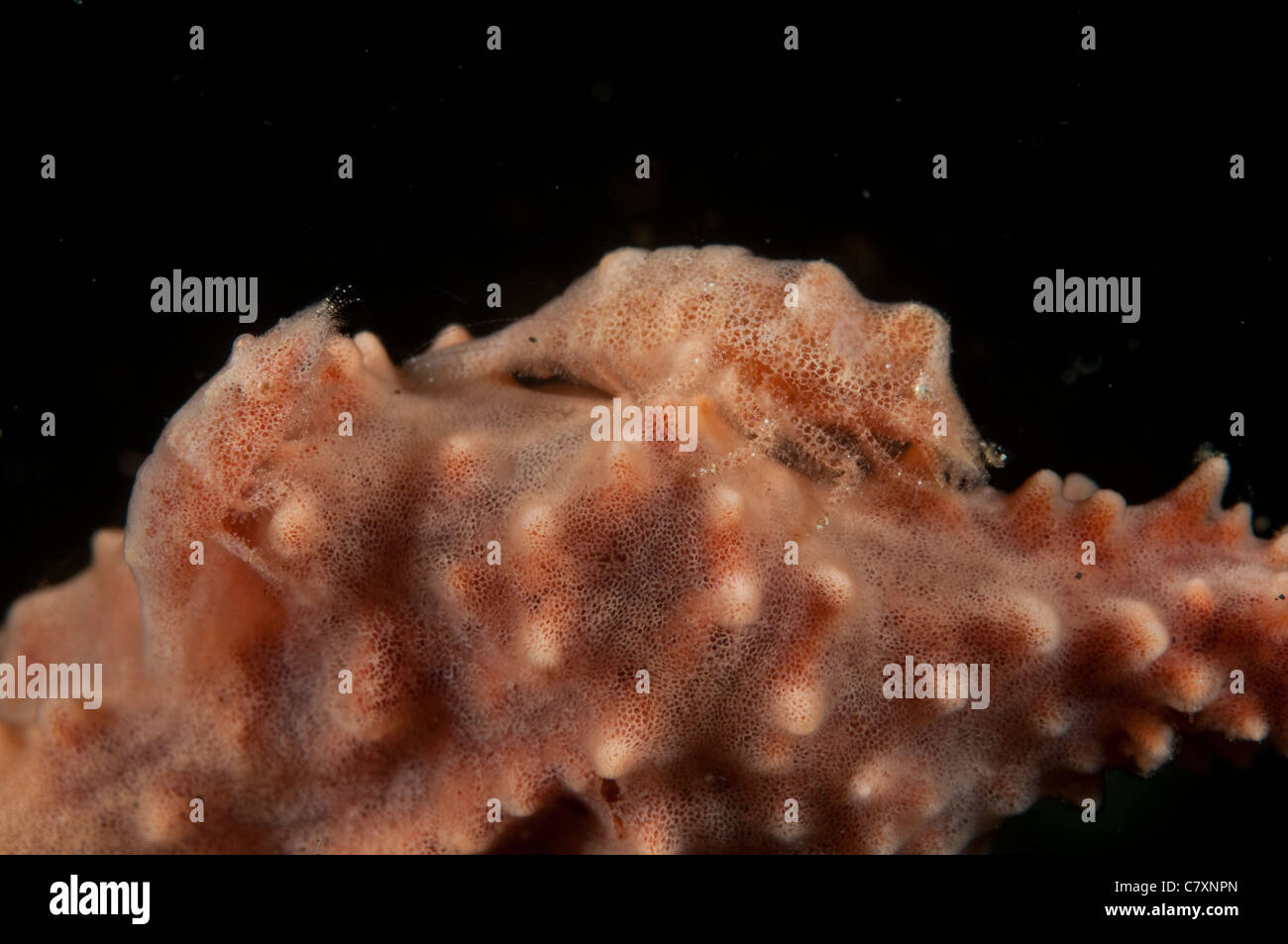 Paar von Garnelen getarnt auf Aer Prang 1, Lembeh Straße, Indonesien Stockfoto