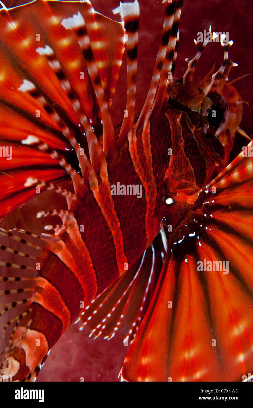 Nahaufnahme von Spotfin Lionfish in der Lembeh-Straße-Indonesien Stockfoto