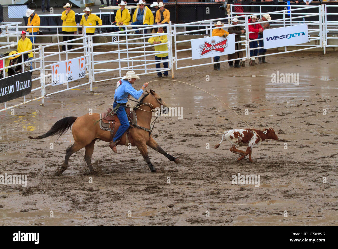 Kalb Roping Event bei der Calgary Stampede, Alberta, Kanada Stockfoto