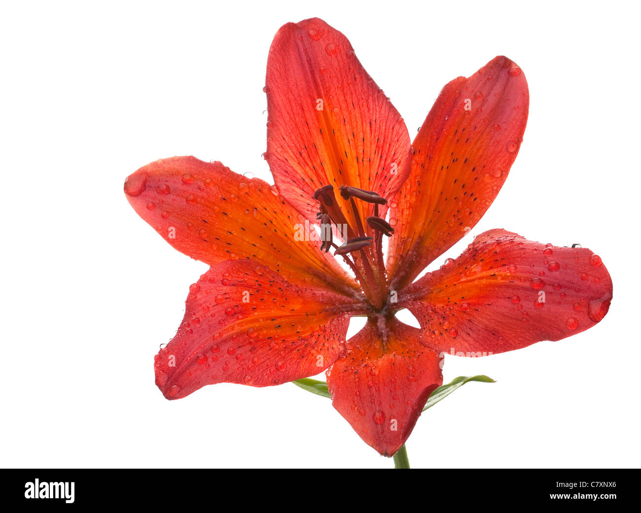 Rote Lilie Blume Closeup mit Wassertropfen isoliert auf weiss Stockfoto