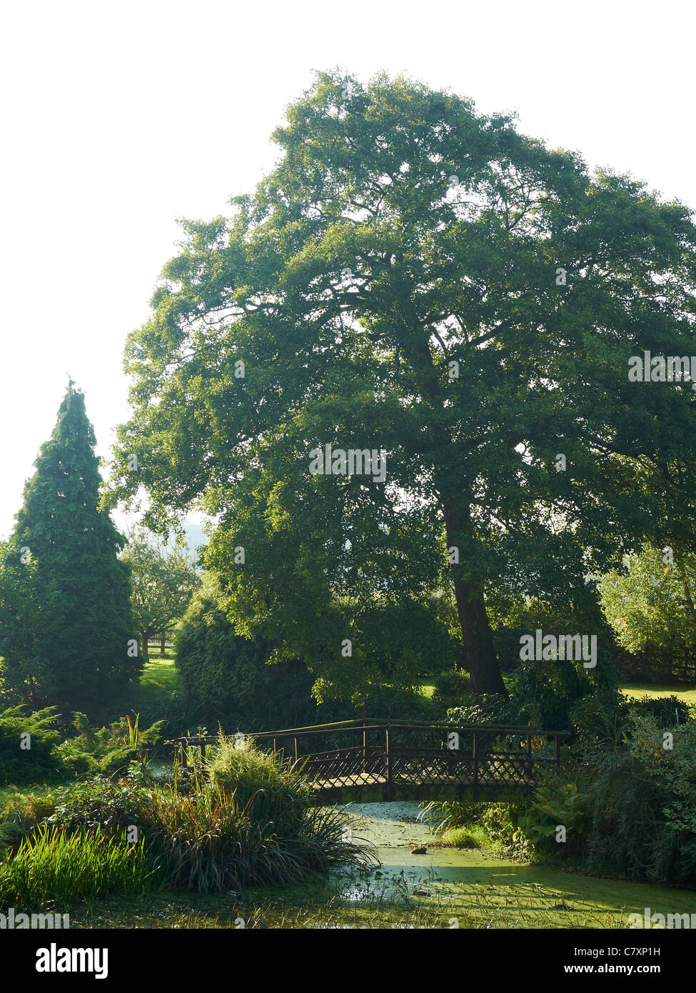 Blick ins Private Garten mit Holzbrücke im Sommer UK Stockfoto