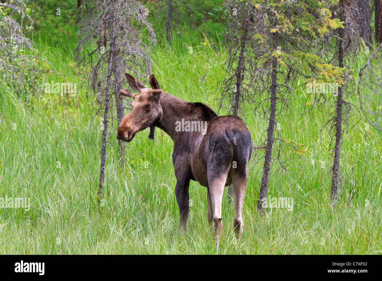 Junger Stier Elch, Alces Alces, im späten Frühjahr. Kootenay National Park, Britisch-Kolumbien, Kanada Stockfoto