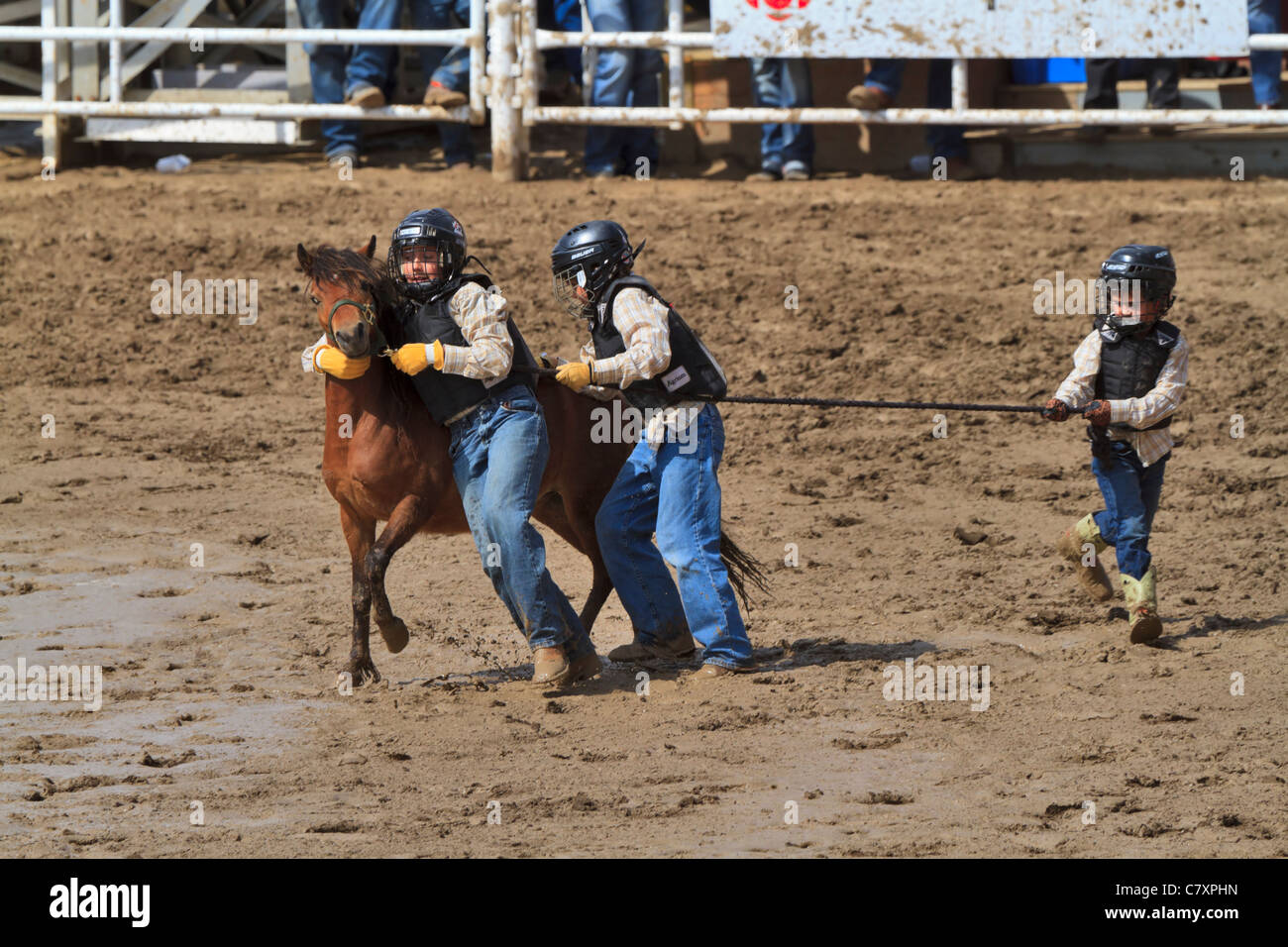 Wildes Pony Rennen, Calgary Stampede, Alberta, Kanada. Dies ist eine grobe Lager Rodeo-Veranstaltung für Kinder. Stockfoto