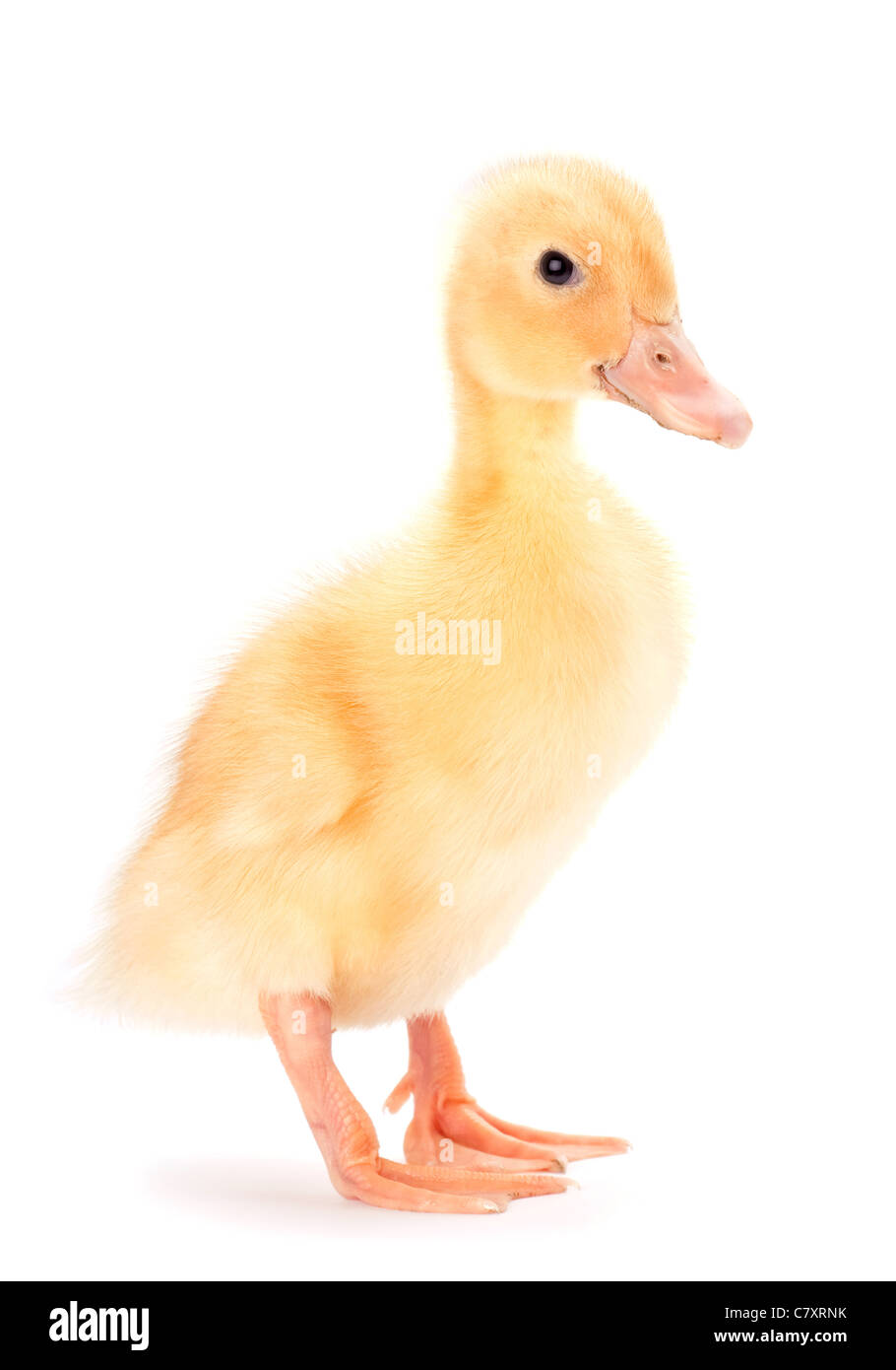 Gelbe Baby Ente auf weißem Hintergrund Stockfoto