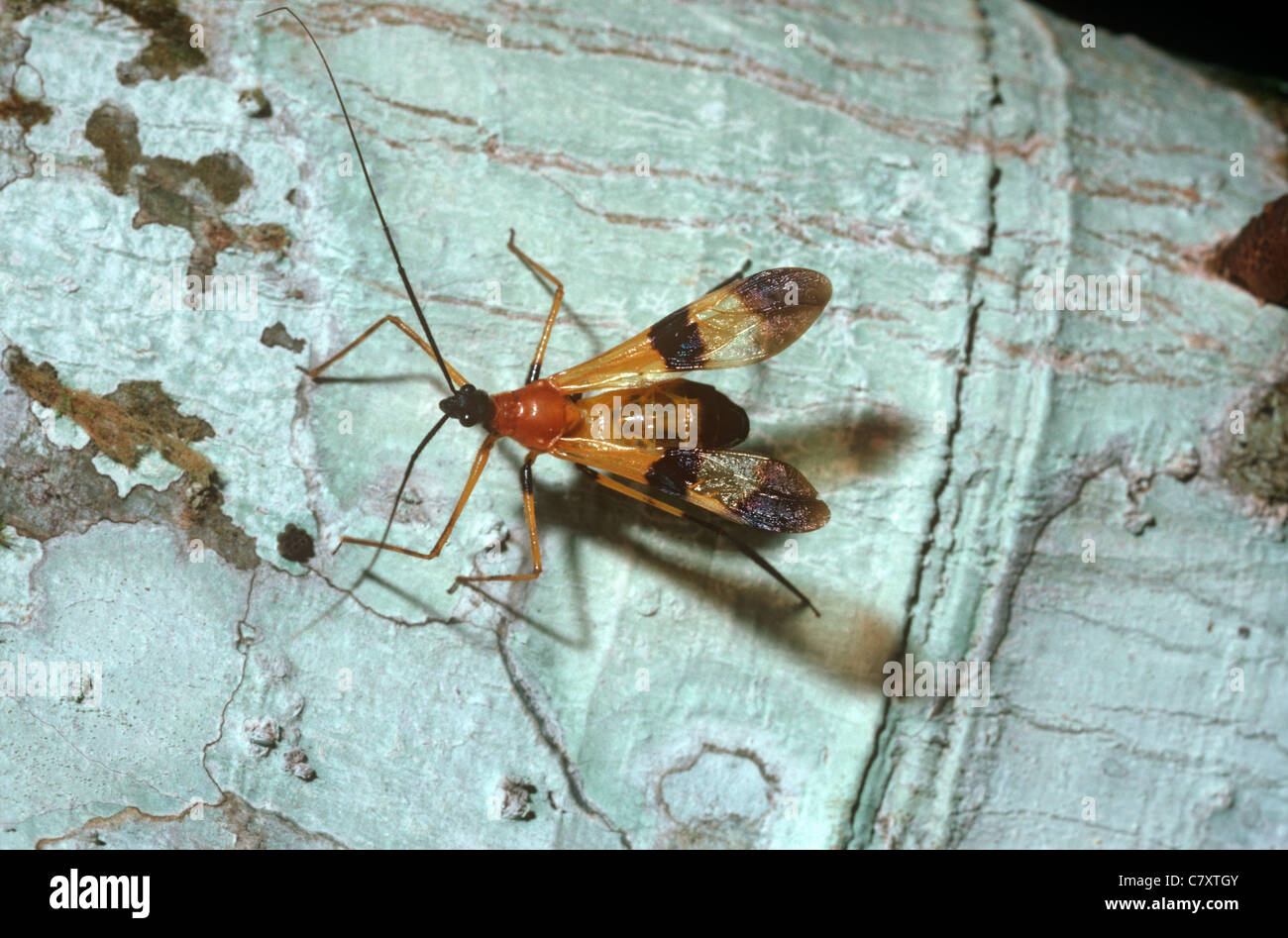 Assassin-Bug (Hiranetis Braconiformis: Reduviidae) imitiert eine Braconiden Wespe, Regenwald, Panama Stockfoto