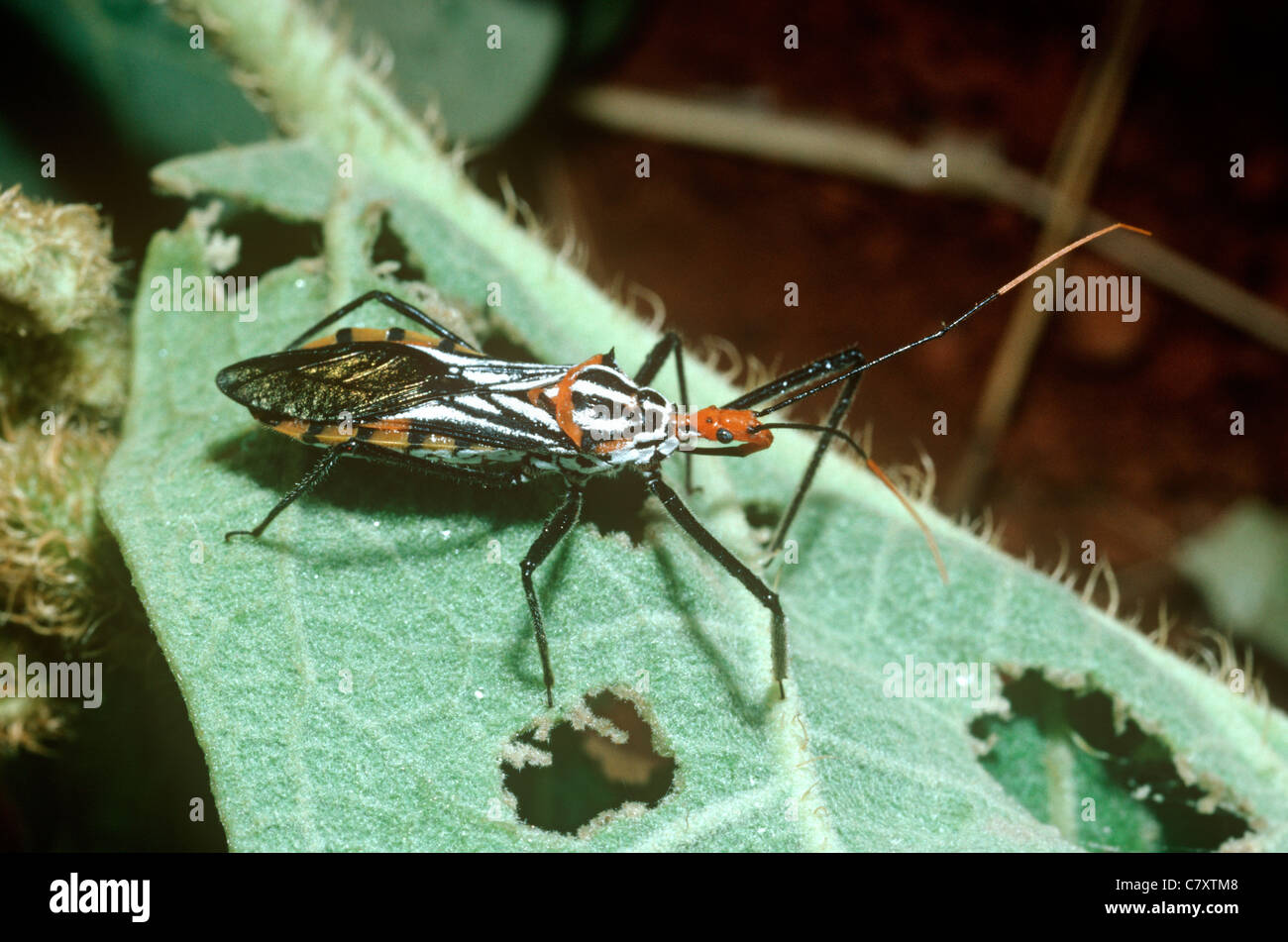 Assassin-Bug (Zelus Leucogrammus: Reduviidae) im Cerrado Campo, Brasilien Stockfoto