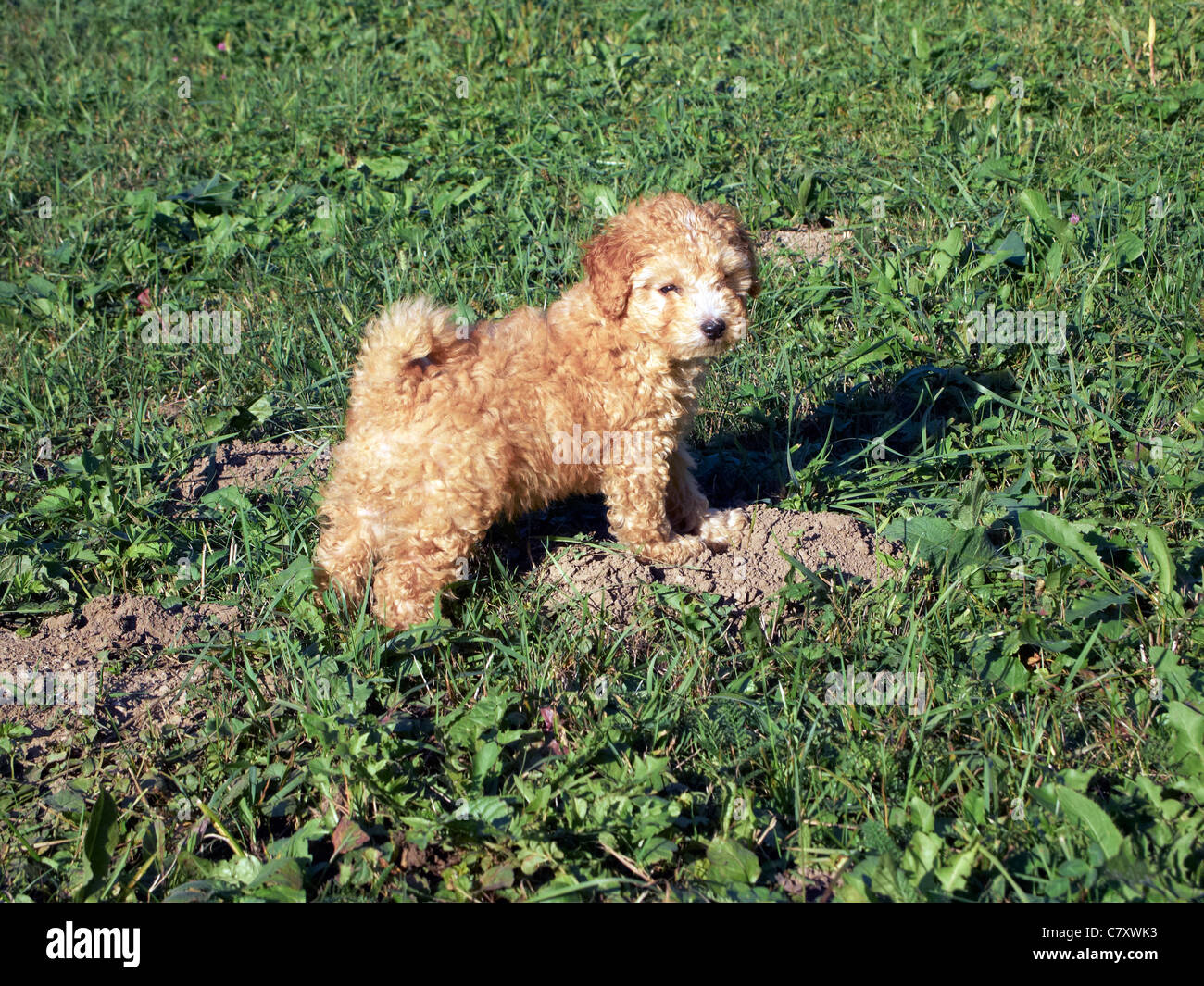 Mini-Pudel-Puppe - 8 Wochen alt Stockfoto