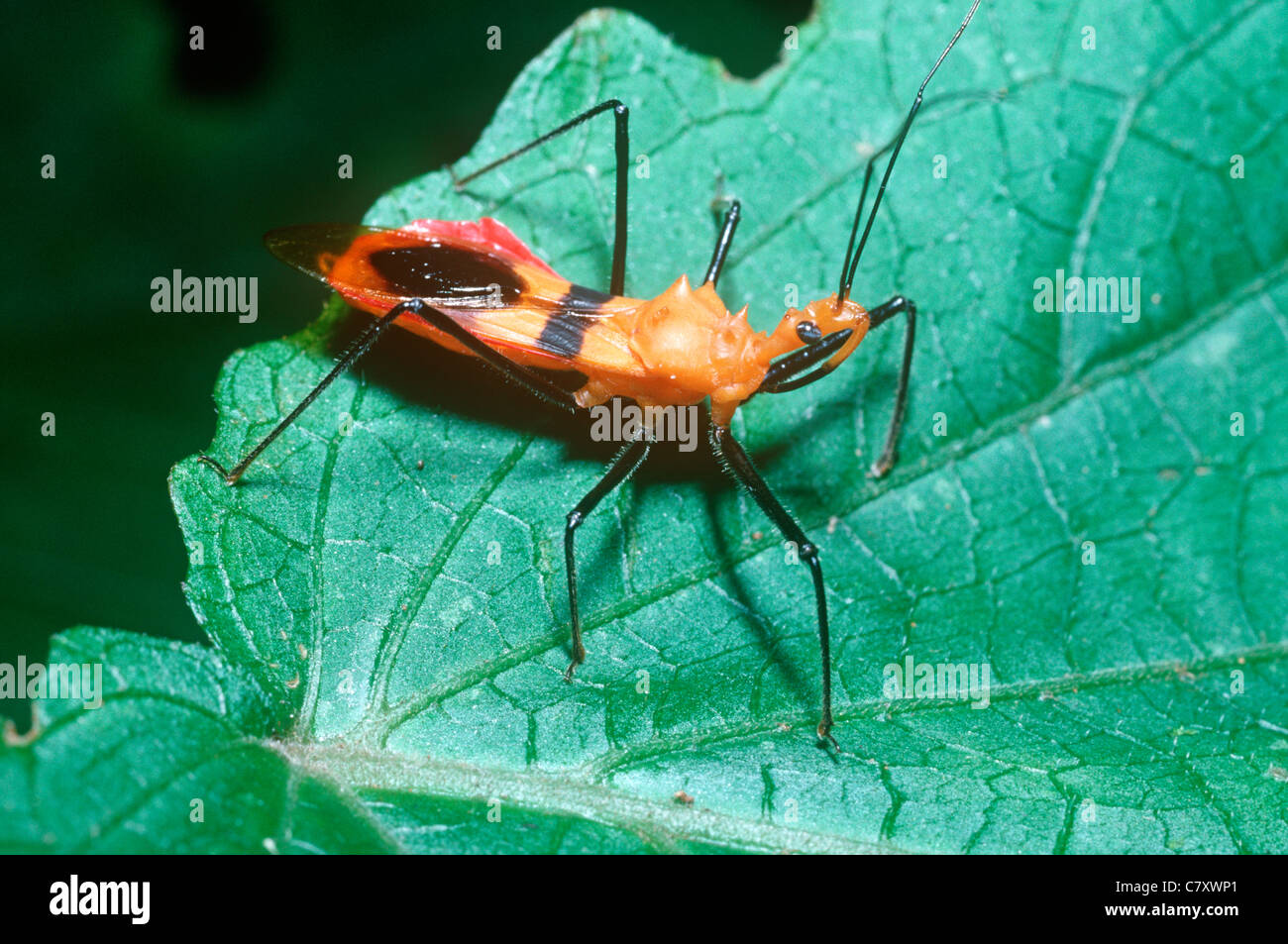 Assassin-Bug (Margasus SP.: Reduviidae), warnend gefärbte Arten im Regenwald, Madagaskar Stockfoto