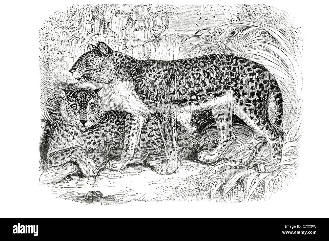 Leoparden Panthera Pardus Felidae Großkatzen Lebensraum nahe bedroht IUCN Fell Rosetten Flecken gefleckte Lasttier wilde Jäger Jagd Stockfoto