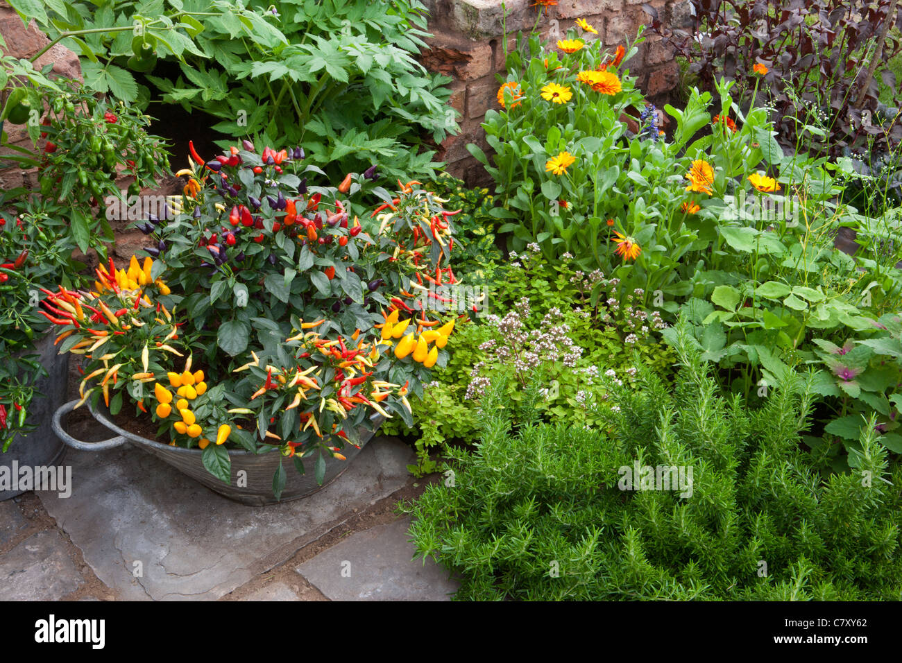 Kleiner Raum Garten mit Chilis Chili Chili Pepper Pflanzen wachsen in einem verzinkten Metallbehälter Pflanztopf im Freien Großbritannien Stockfoto