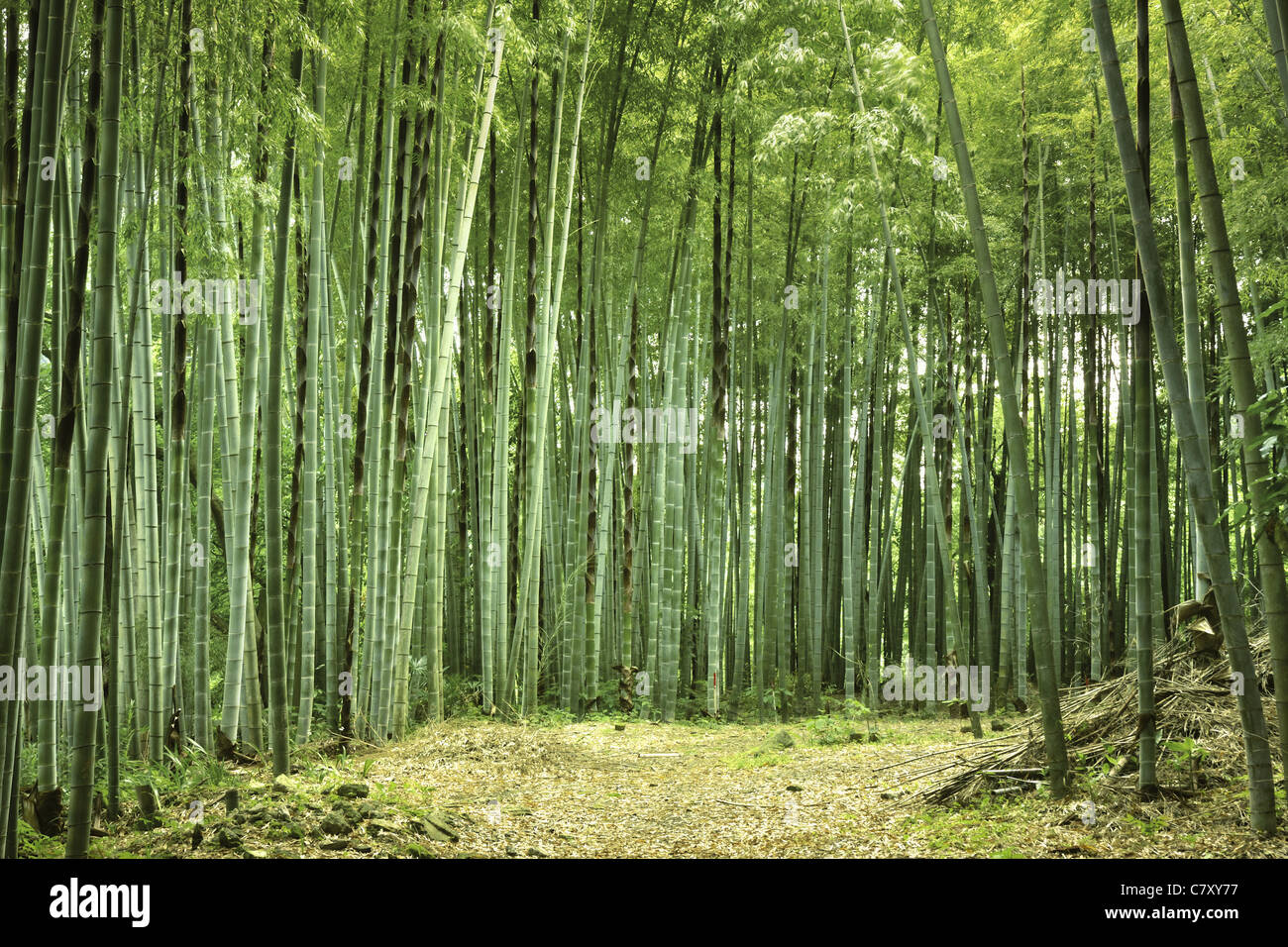 frische sommerliche Atmosphäre in japanischen Bambuswald Stockfoto