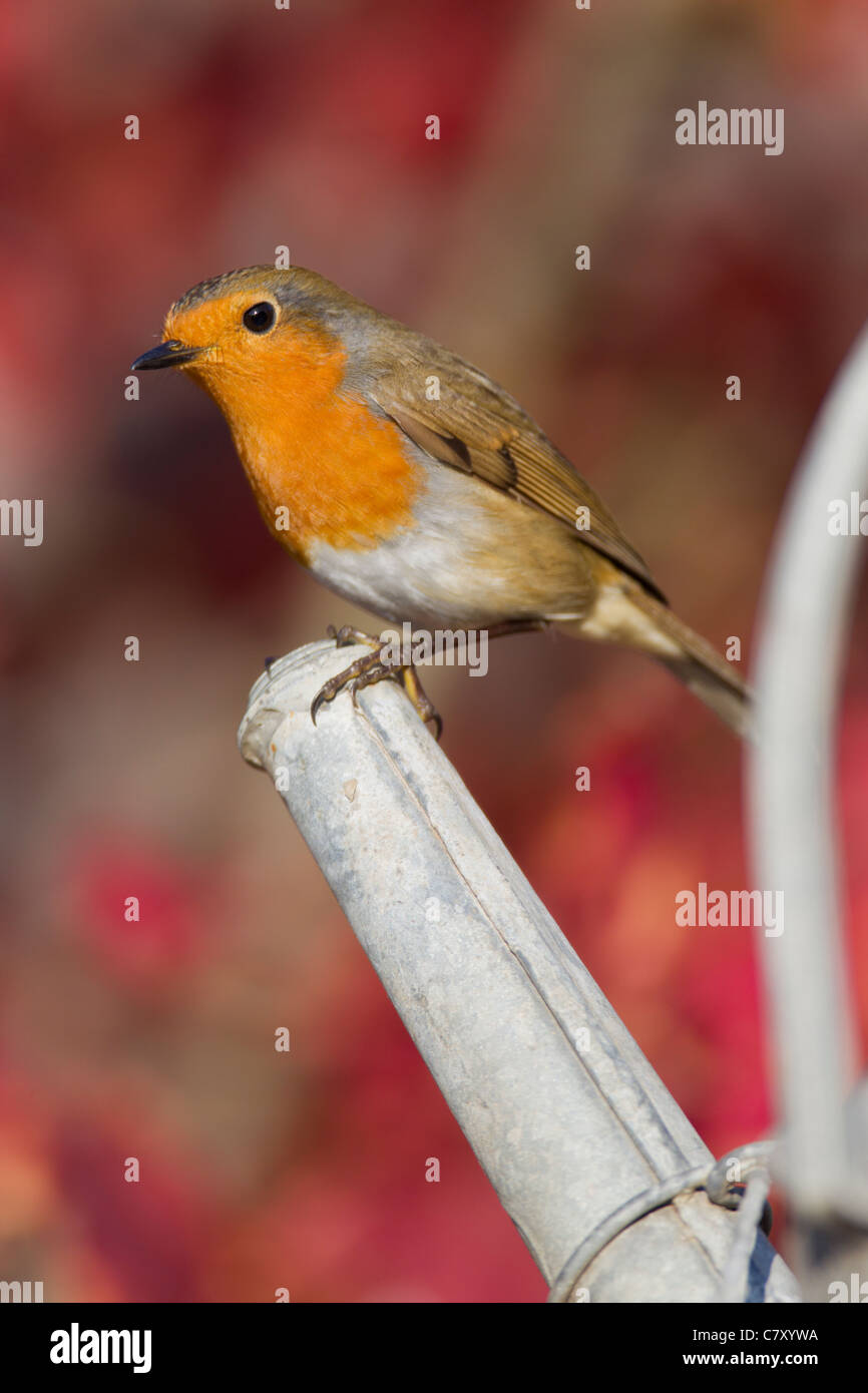 Robin Erithacus Rubecula (Turdidae) auf Gießkanne Auslauf. Stockfoto