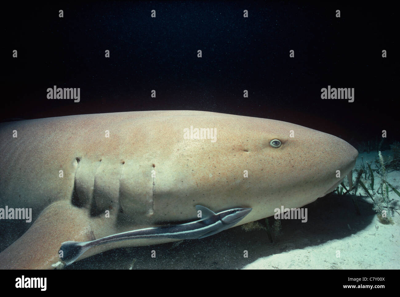 Ammenhai (Ginglymostoma Cirratum) mit Remora zeigt eine symbiotische Beziehung, Bimini, Bahamas - Karibik Stockfoto