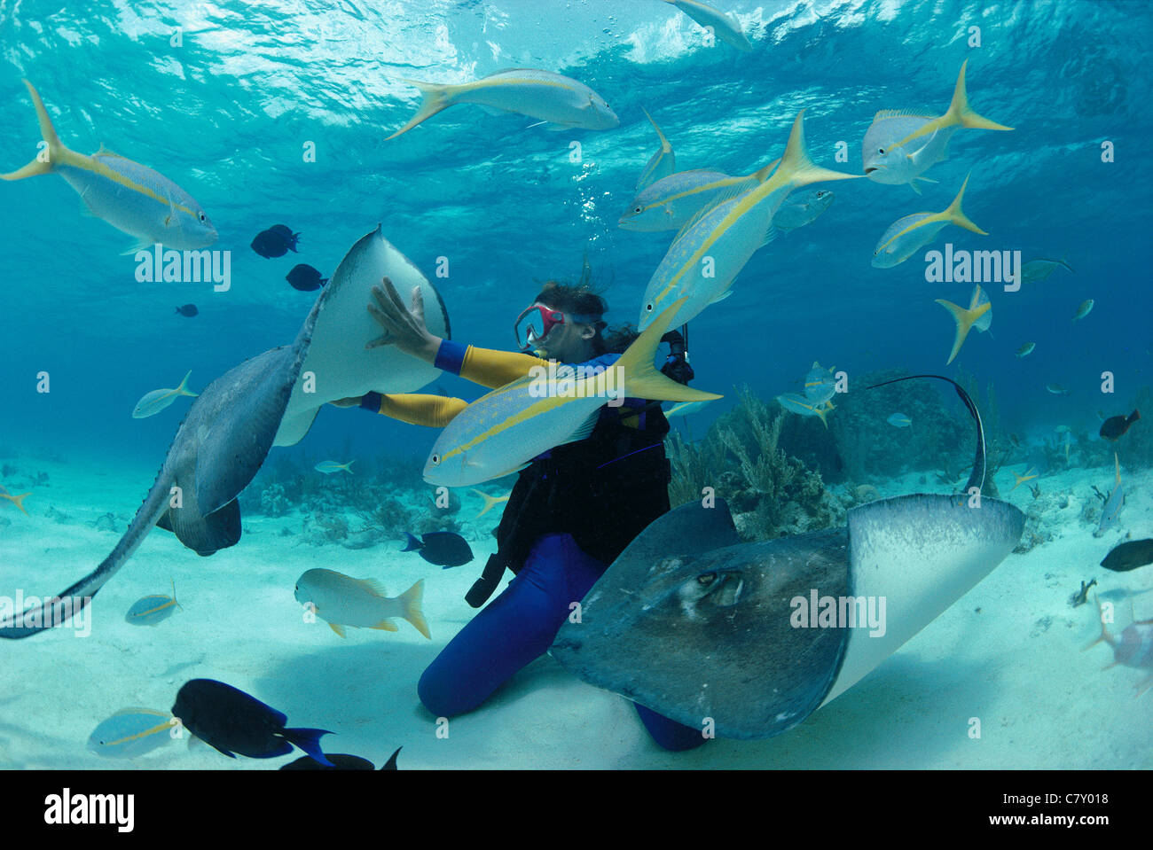 Taucher interagiert mit Southern Stachelrochen (Dasyastis Americana), "Stingray City", Bahamas - Karibik Stockfoto