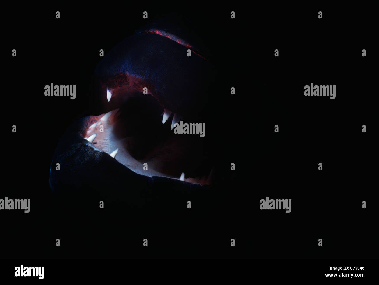 Mündung des ein Pfau-Zackenbarsch (Cephalopholis Argus). Ägypten - Rotes Meer Stockfoto