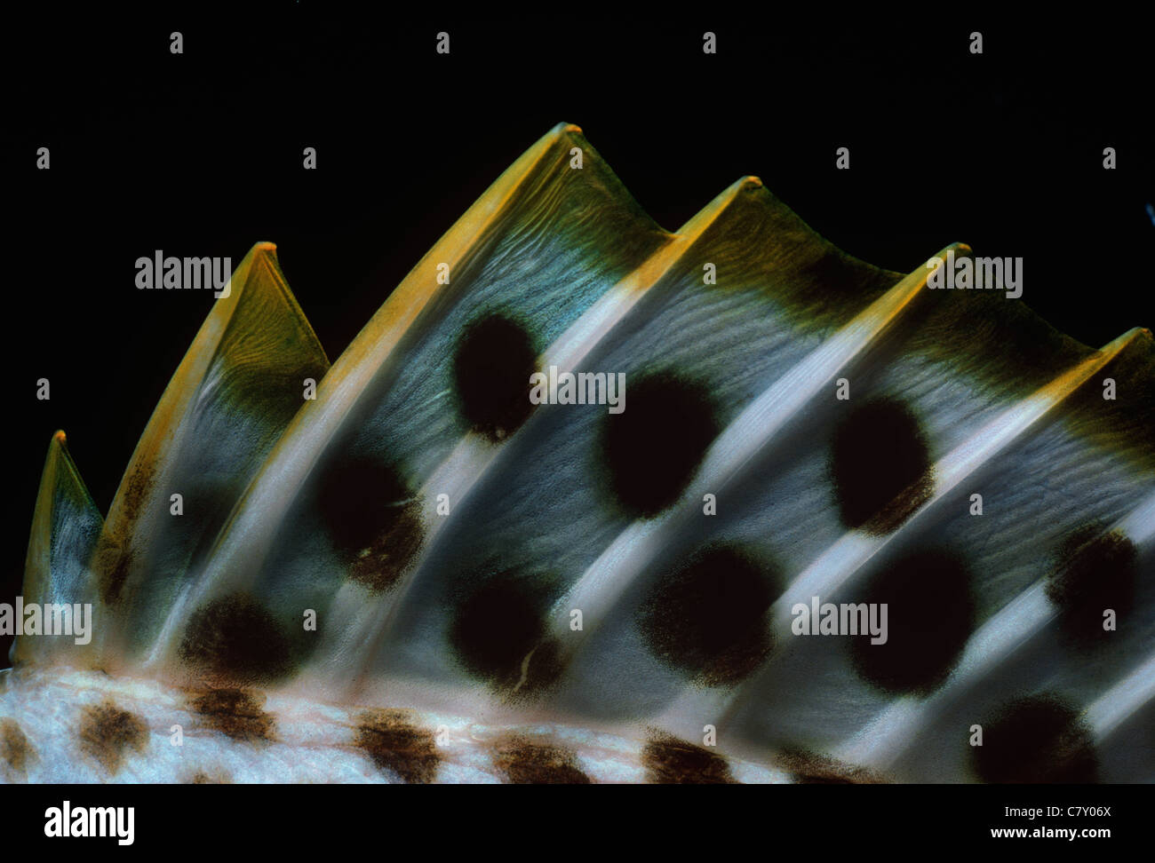Rückenflosse eines Blackspotted Rubberlip Fisches (Plectorhinchus Gaterinus). Ägypten - Rotes Meer Stockfoto