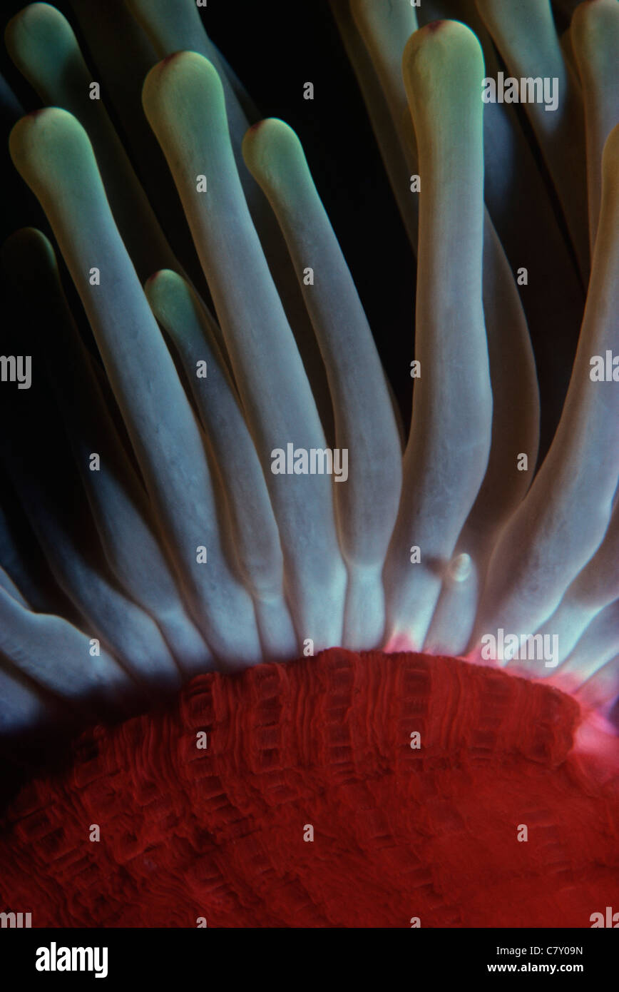Tentakeln einer prächtigen Anemone (Heteractis Magnifica). Ägypten - Rotes Meer Stockfoto