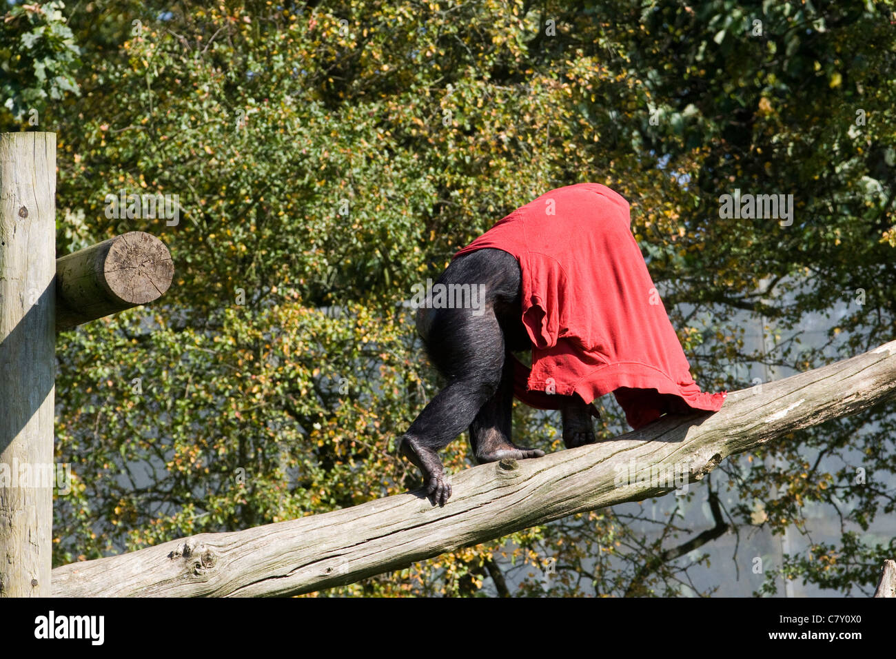 Ein Schimpanse abgedeckt in einer roten Decke Klettern ein Baumstamm Pan troglodytes Stockfoto