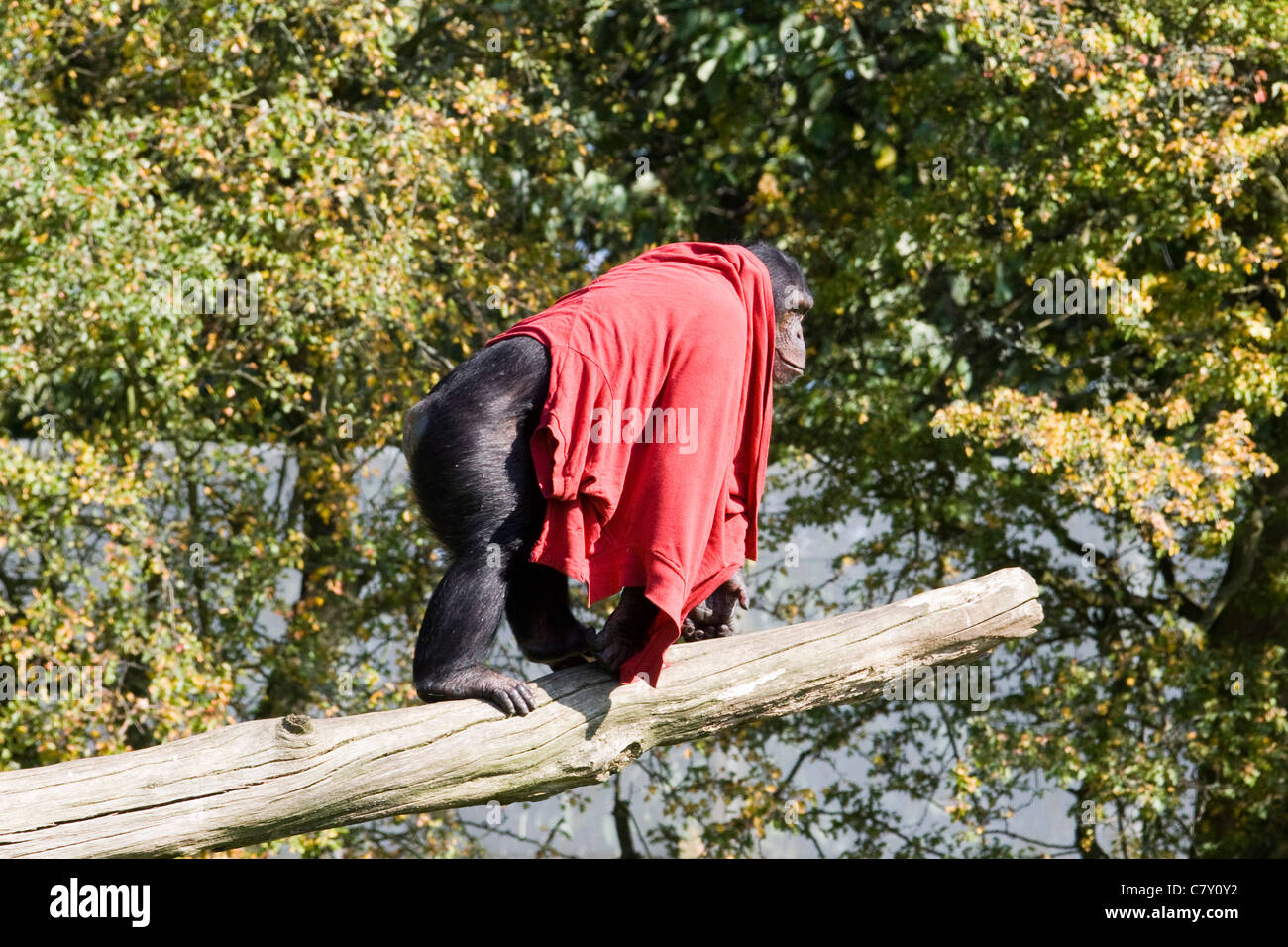 Ein Schimpanse abgedeckt in einer roten Decke Klettern ein Baumstamm Pan troglodytes Stockfoto