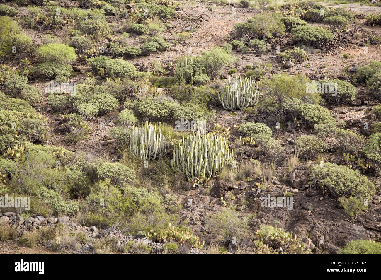 Halb Wüstenvegetation mit einigen Euphorbia-Arten in der Nähe von Adeje, Teneriffa, Kanarische Inseln, Spanien Stockfoto