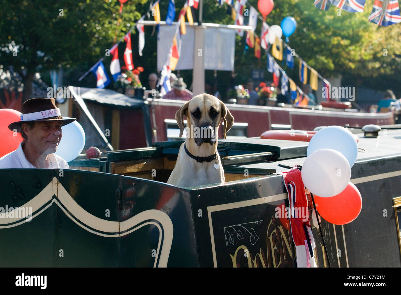 Deutsche Dogge Canis Lupus Familiaris Deutsche Dogge an einem Kanal Lastkahn auf dem Kanal Tag Festival in Banbury Stockfoto