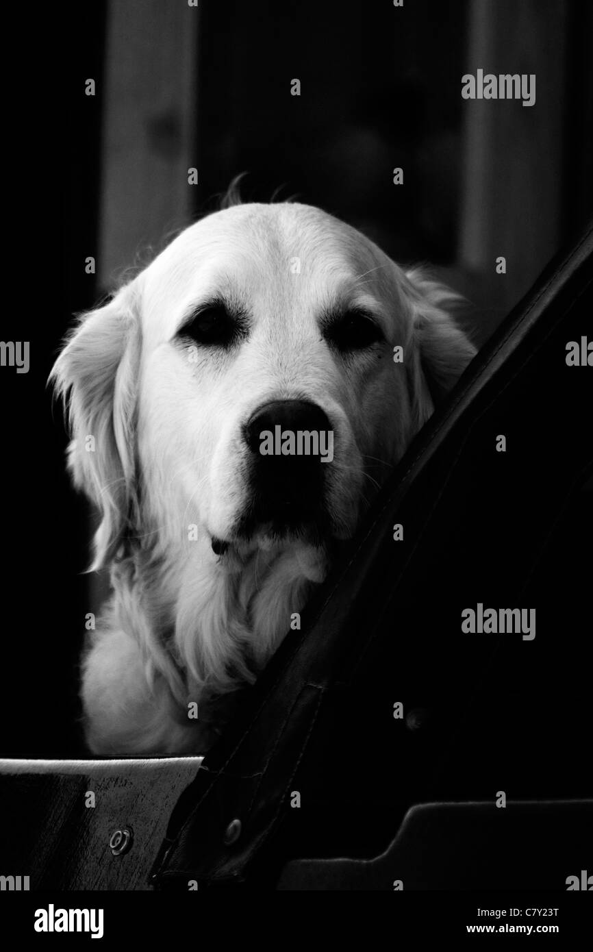 Hund auf einem Kanal Lastkahn Blick Canis Lupus Familiaris schwarz / weiß Stockfoto
