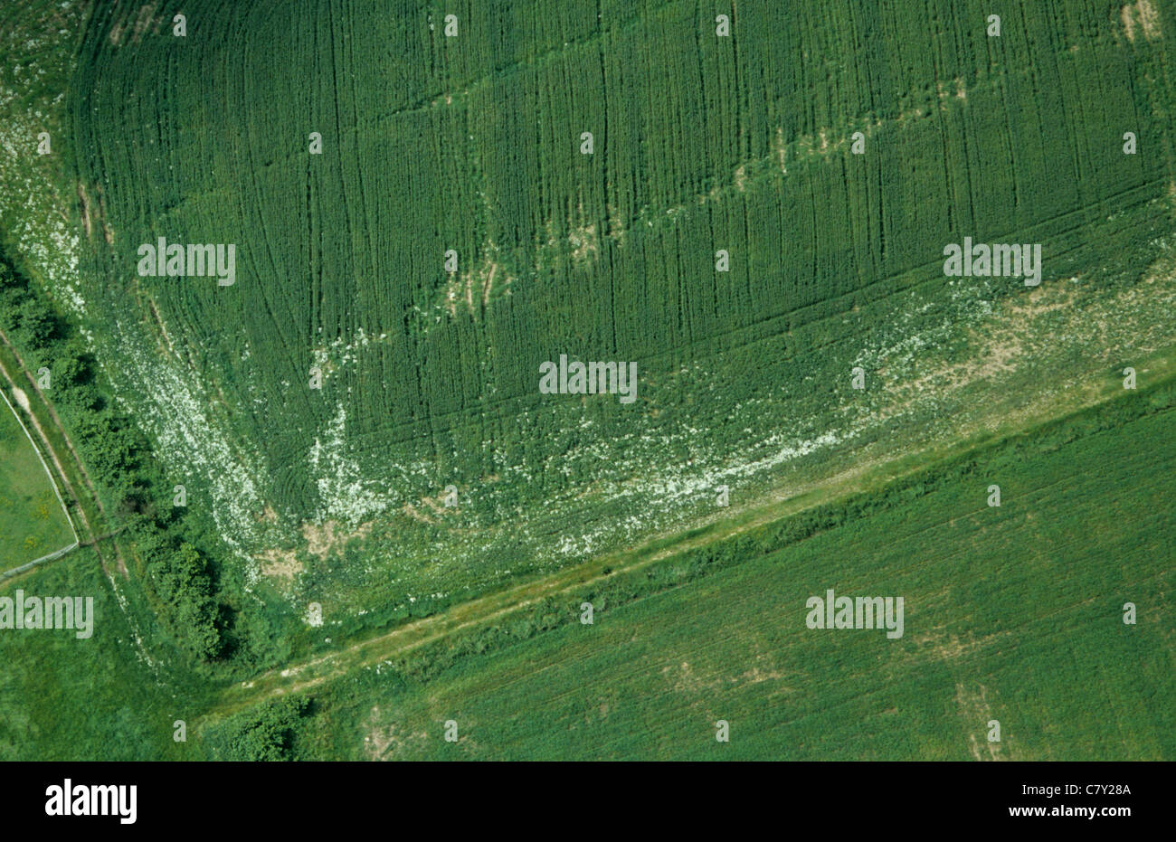 Luftbild geruchlos Mayweed (Matricaria Perforata) blühen am Rand des als Reifung Weizenernte Stockfoto