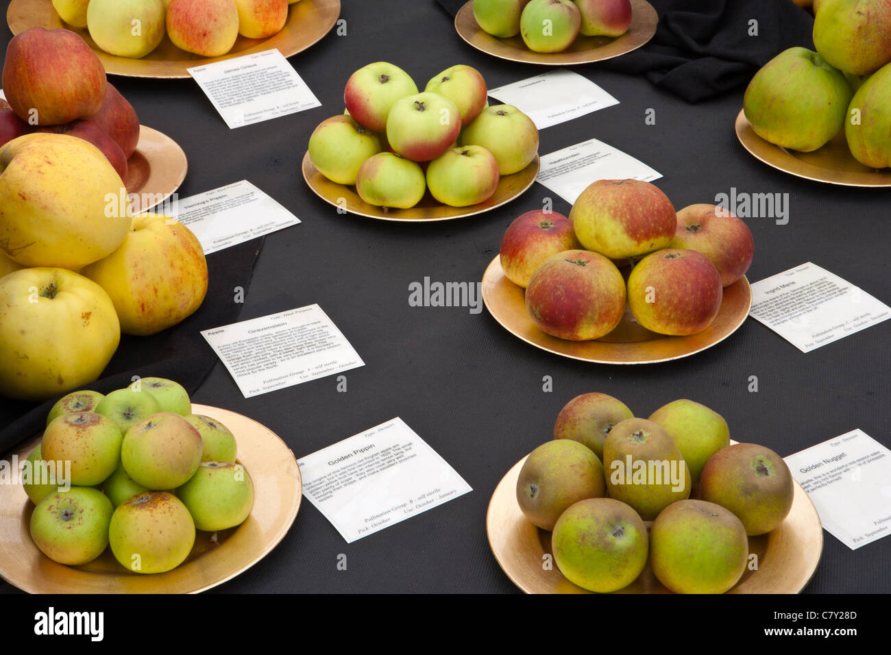 Erbe britischer Äpfel anzeigen in Malvern Herbstshow 2011 Stockfoto